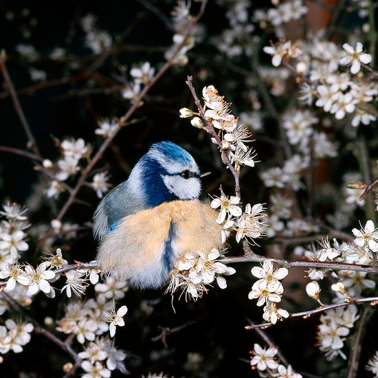 Ektas photos André Fatras